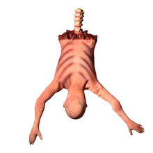 Load image into Gallery viewer, Plastic Skeleton